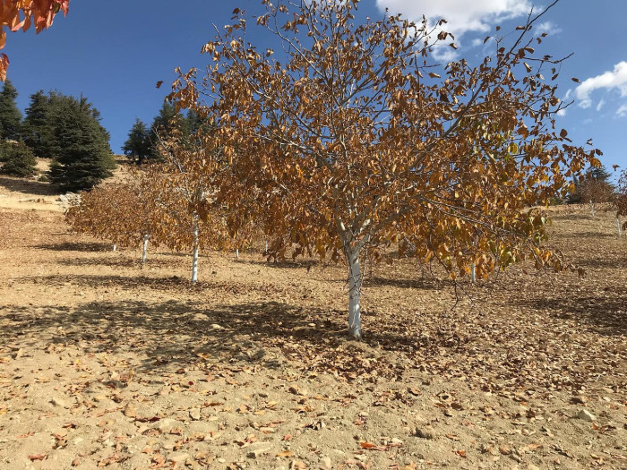 &Ccedil;ağlayancerit'te sonbahar!