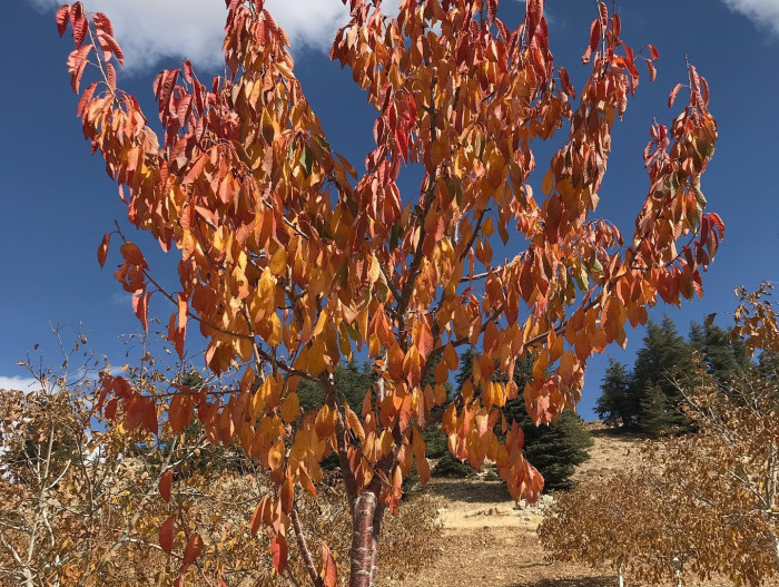 &Ccedil;ağlayancerit'te sonbahar!