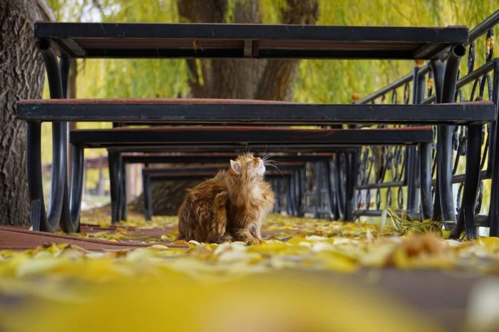 Elbistan'da sonbahar manzaraları