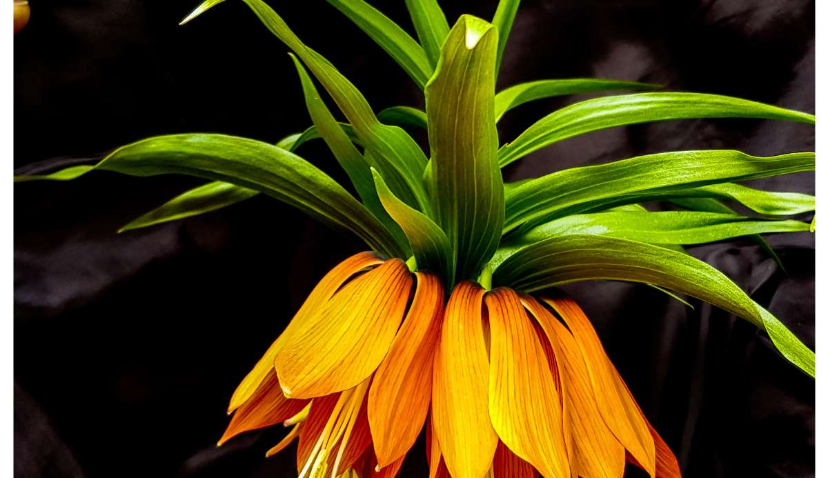 EXPO 2023 Sembol &Ccedil;i&ccedil;ekleri Arasına Lavanta&rsquo;da Girdi!