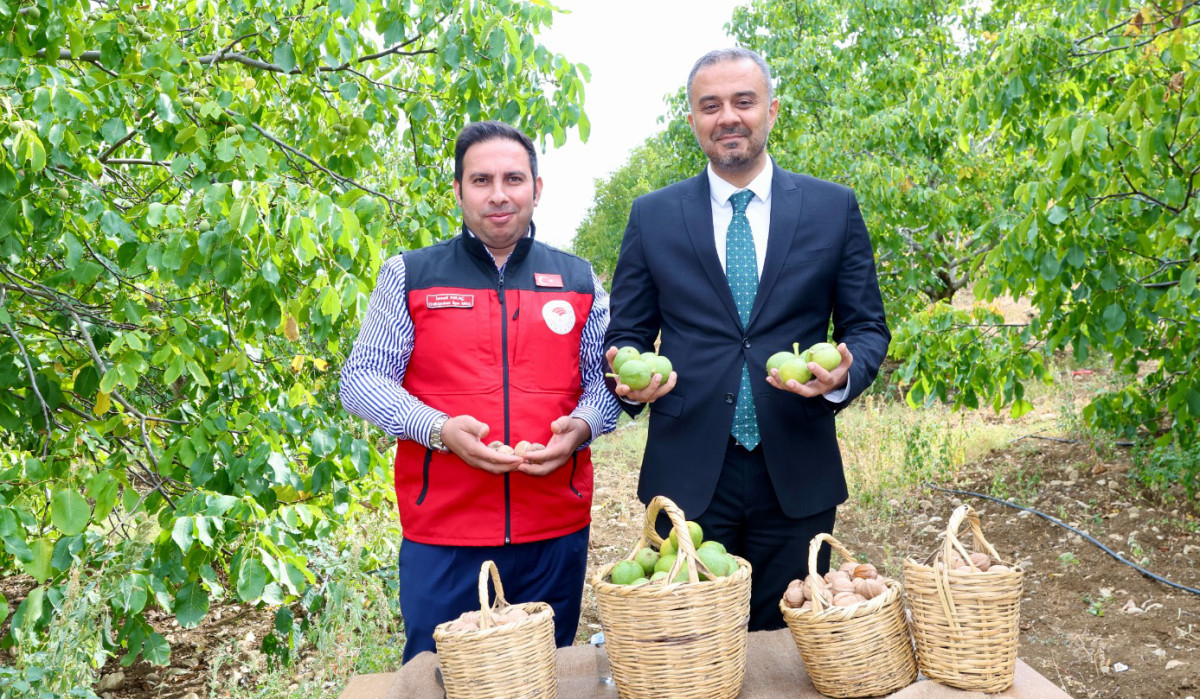 Başkan Toptaş, AB tescilli cevizlerin hasat şenliğine katıldı!