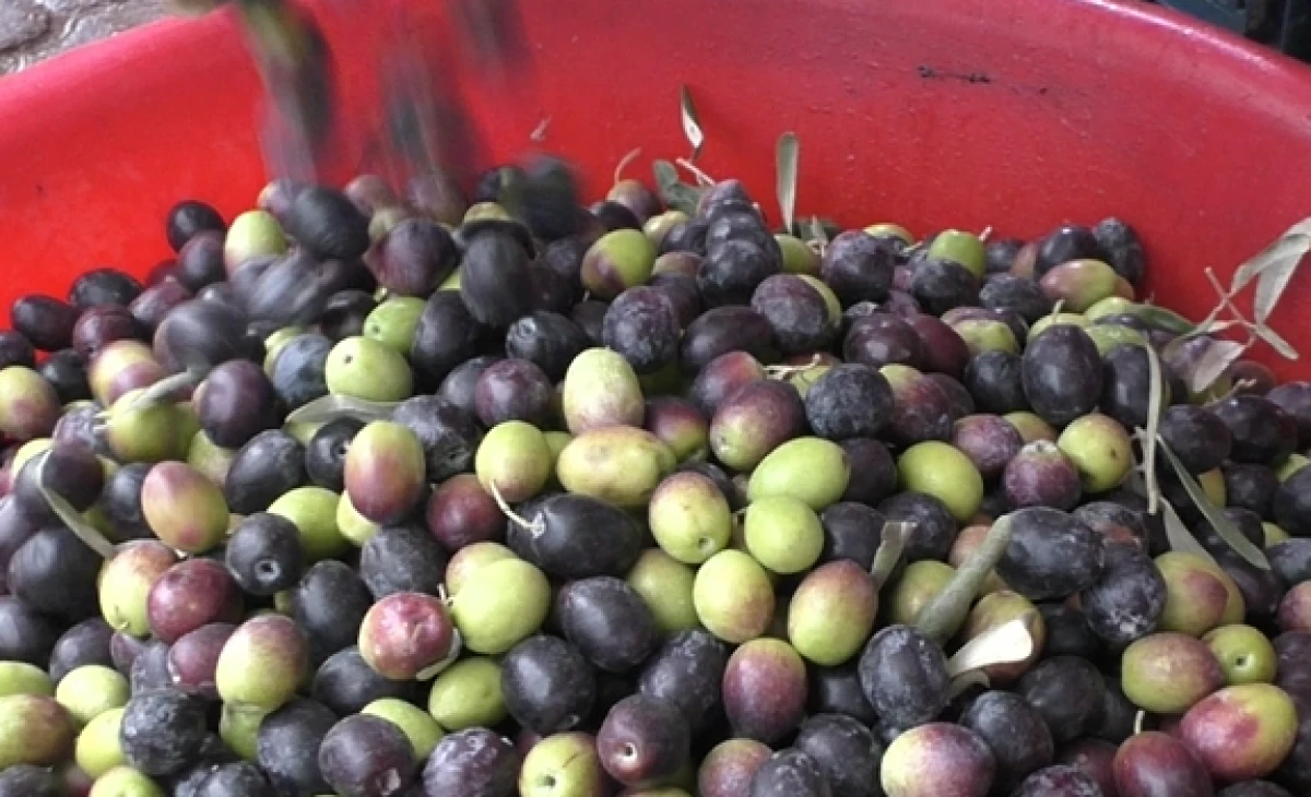 Uzman Manav&rsquo;da Zeytin&rsquo;in Kilosu 40 TL!